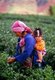Thailand: Akha mother and child picking tea, Chiang Rai